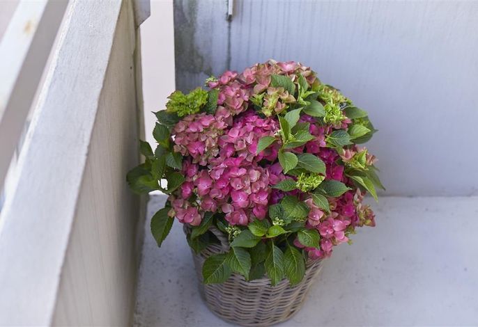 Hauptbild