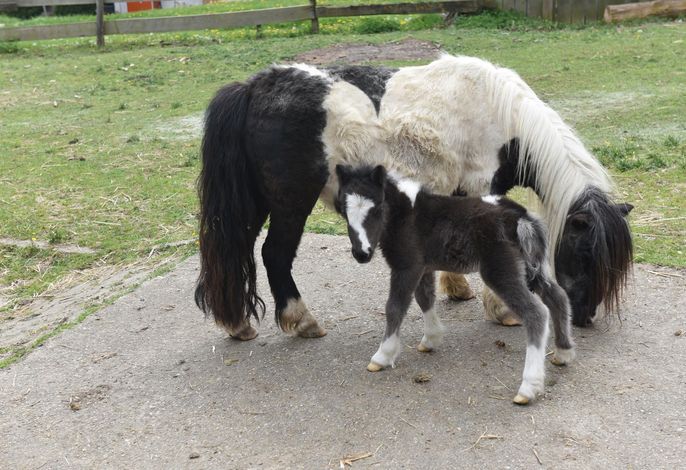 Bild 19