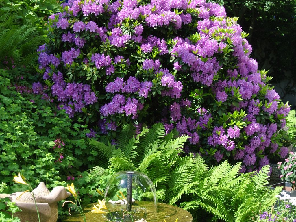 Vetter