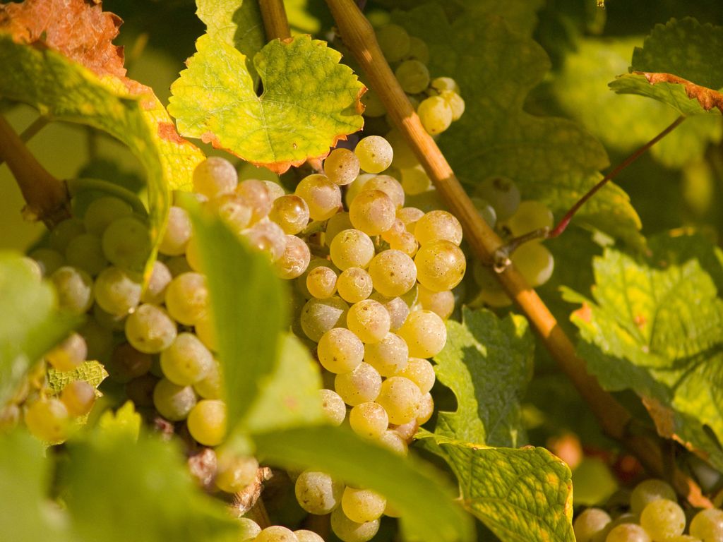 Gartenhotel & Weingut Pfeffel