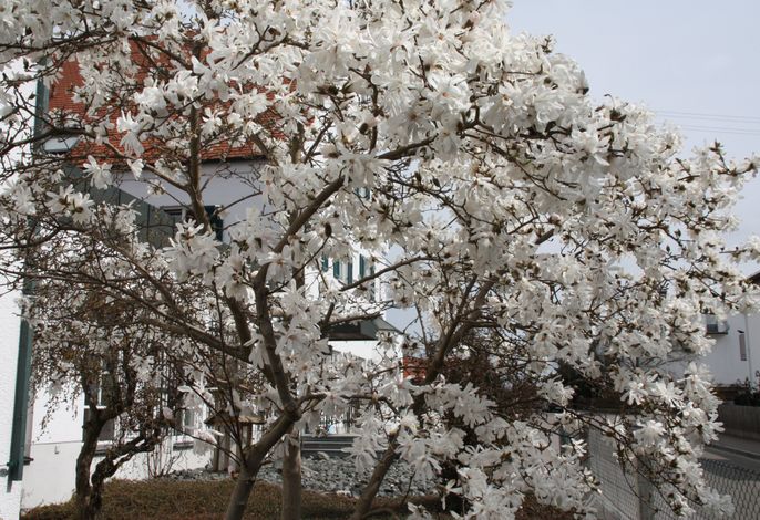 Bild 12