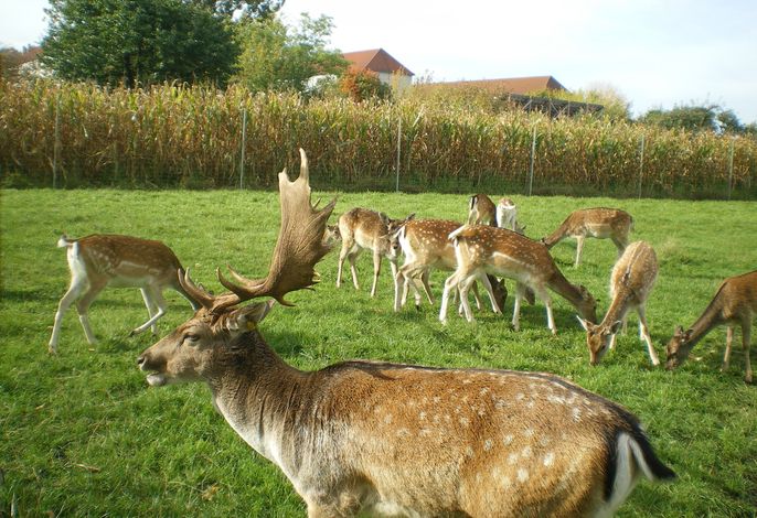 Märkischheide