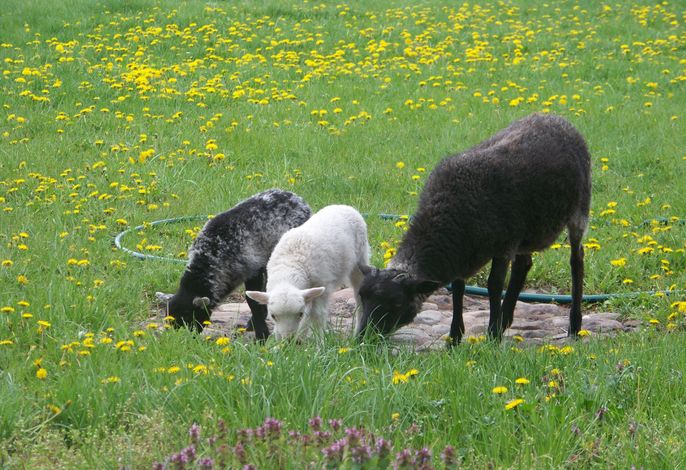 Bild 8