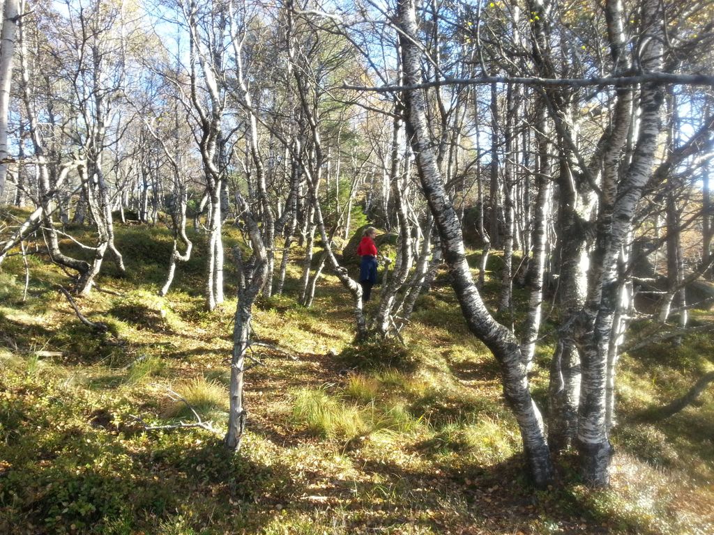 Heddan Gard