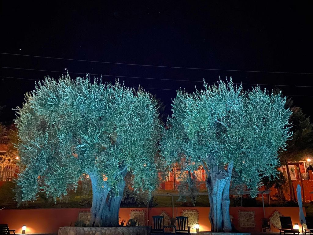 Poggio degli Ulivi