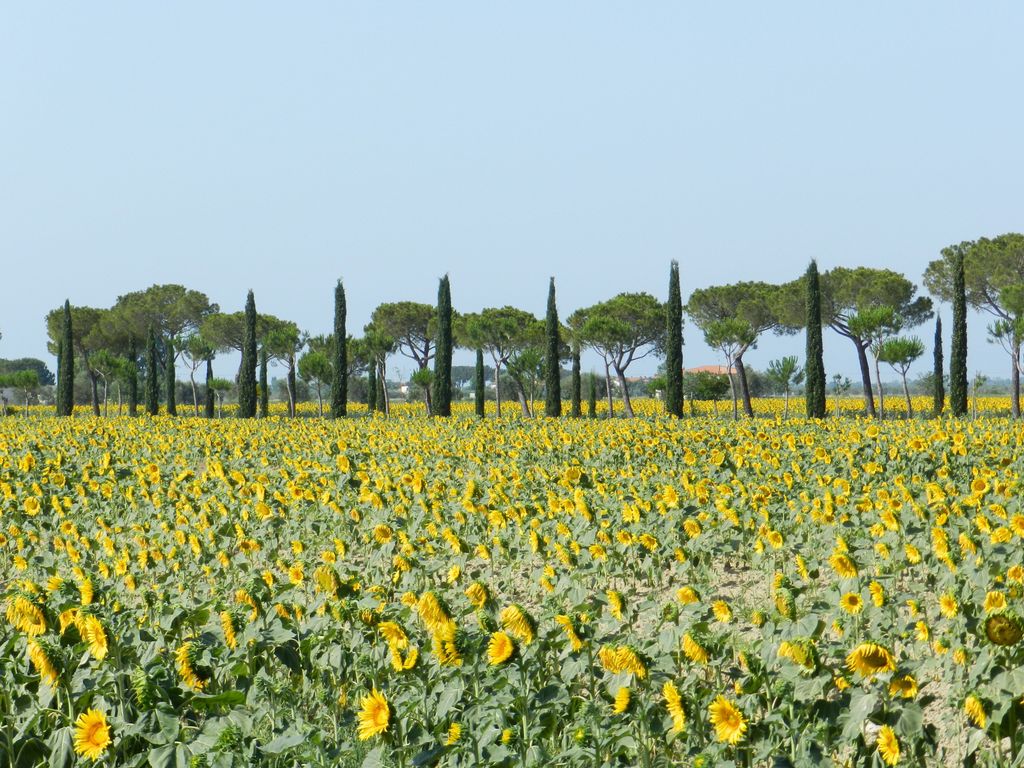 Fattoria La Principina Hotel