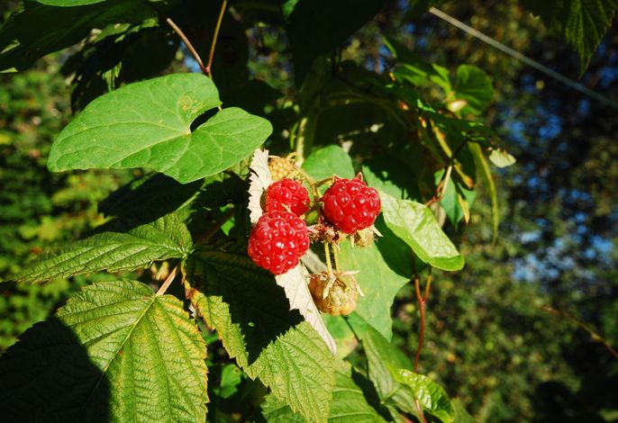 Bild 14