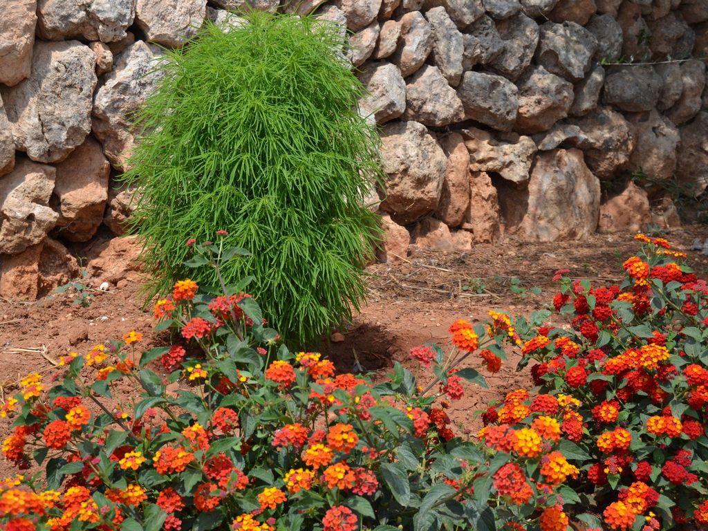 Finca Son Sala