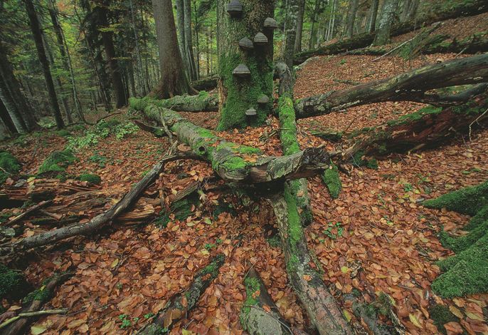 Bild 59