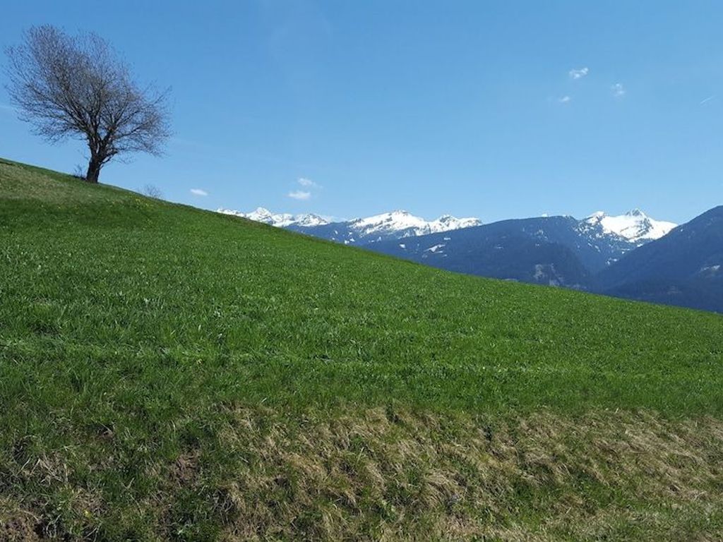 Alpino