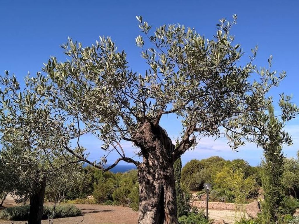 Arcamyrtus