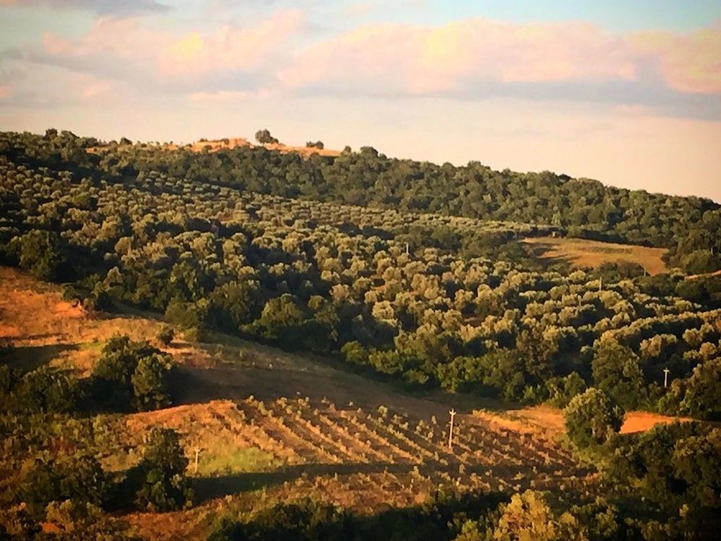 Le Tartarughe B&B