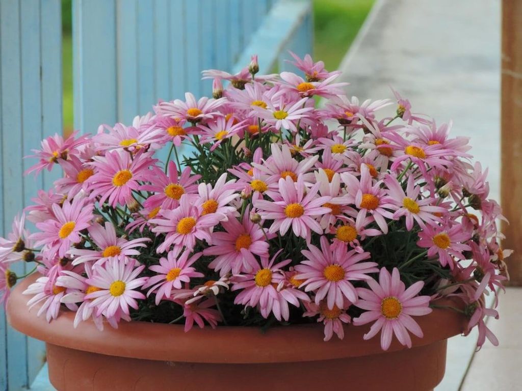 Il Girasole Bed and Breakfast