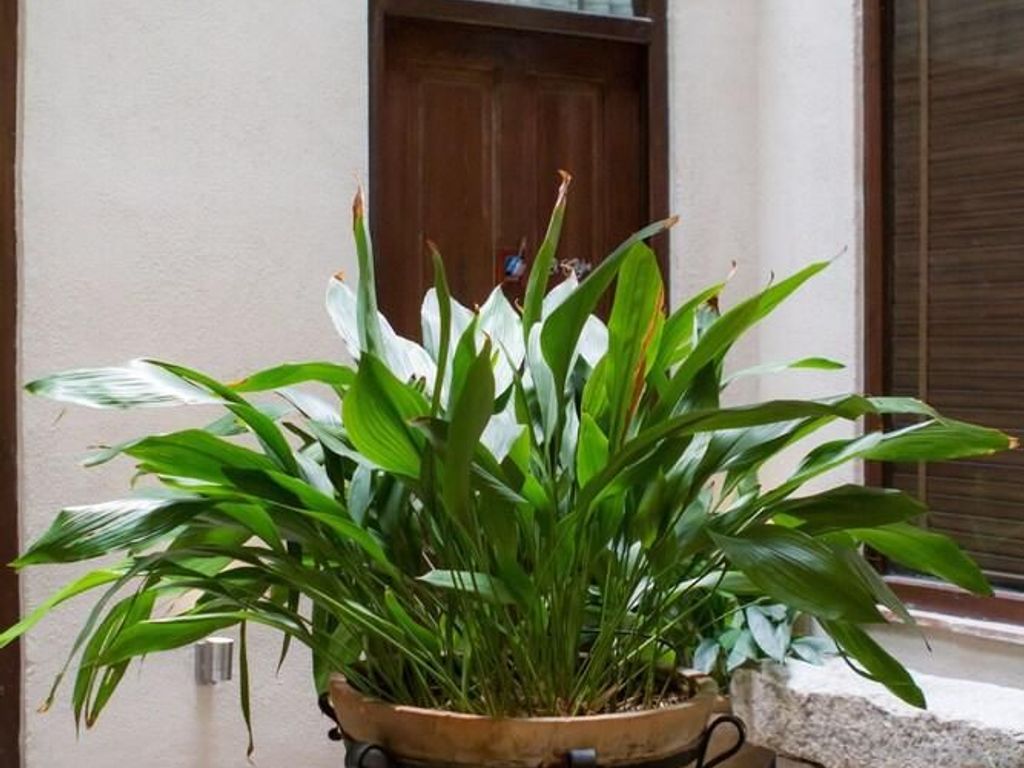 Casa Montalbán Apartamentos