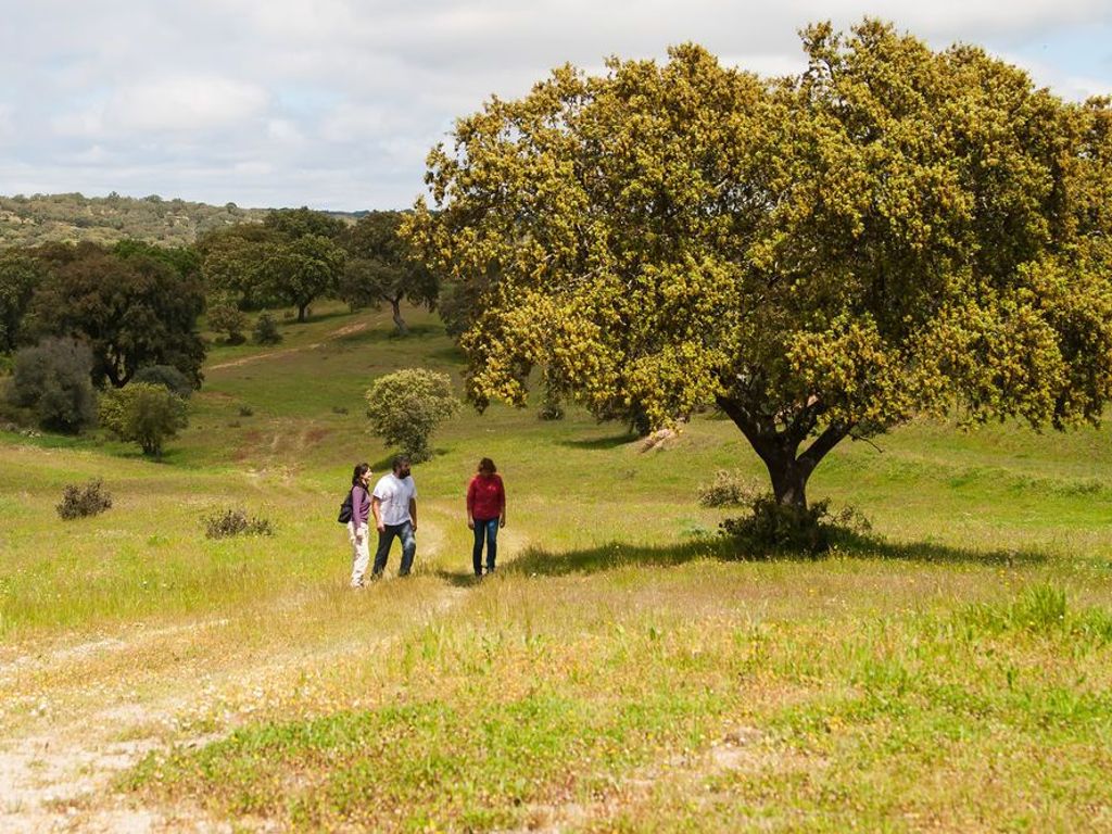 Casas de Romaria de Brotas