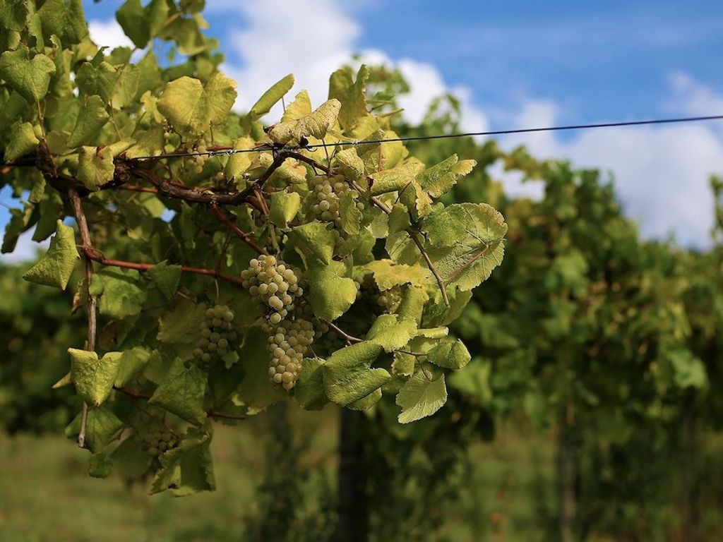 Quinta de Santo Antonio