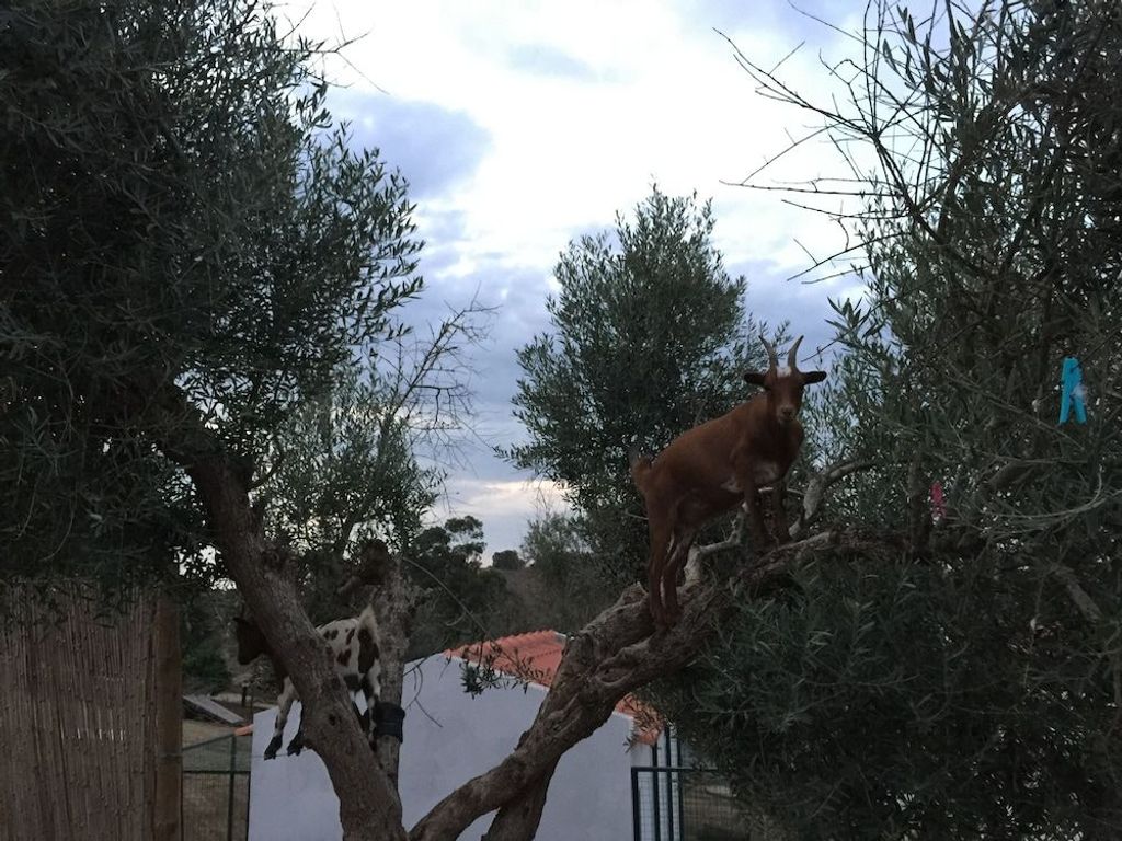 Hotel O Gato & Spa