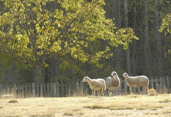 Bild 35