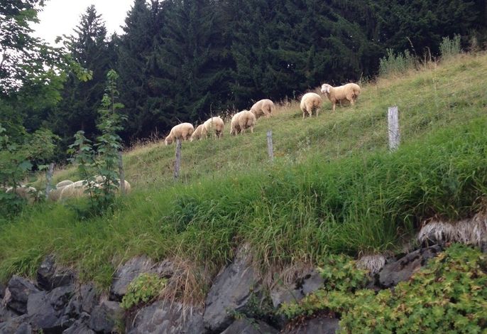 Bild 45