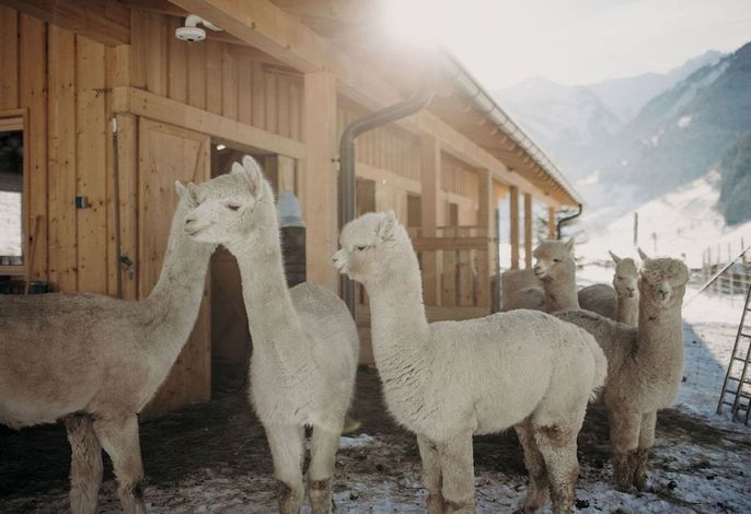 Bild 93