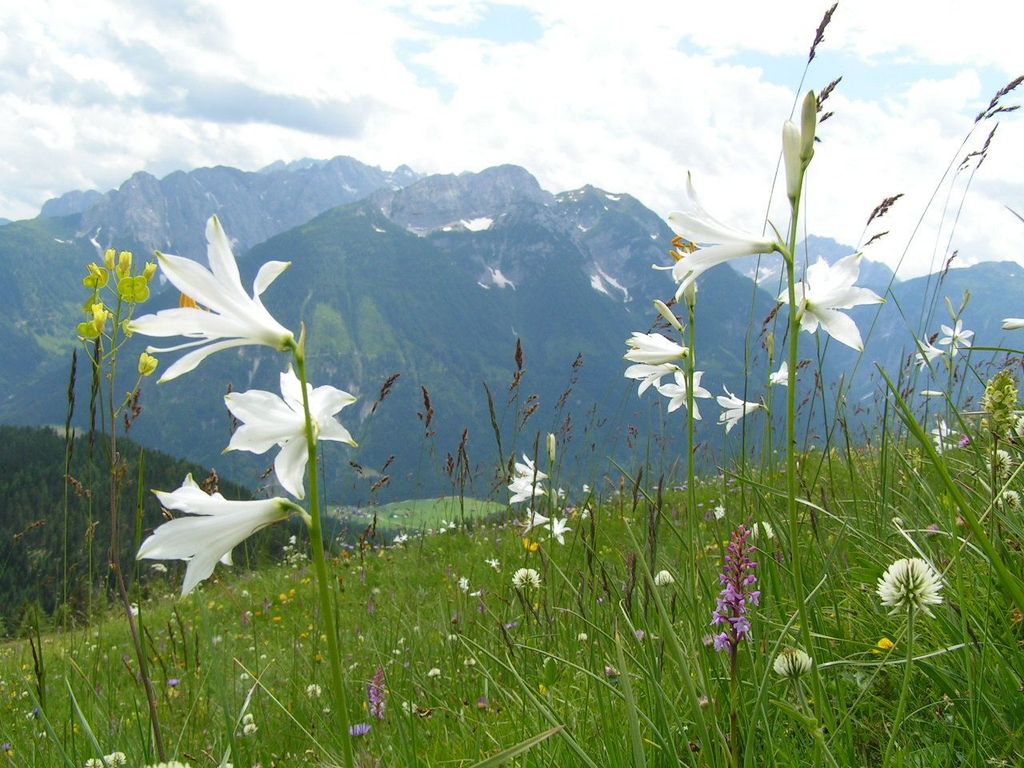 Zum Löwen Gasthof Ainetter