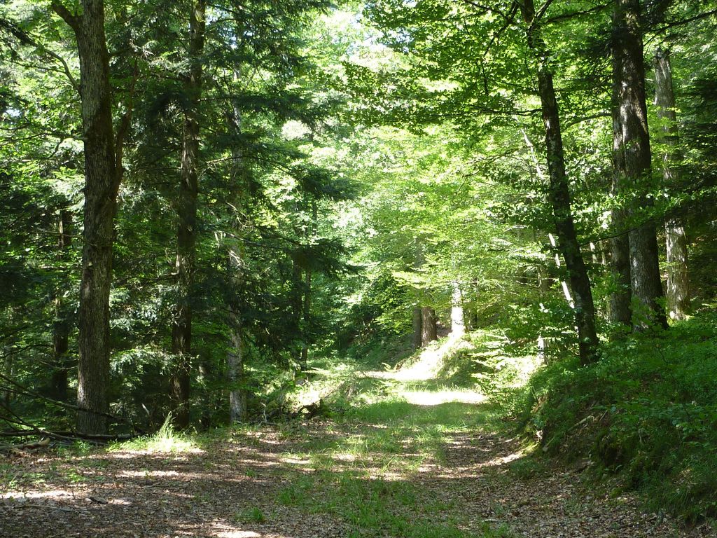 Gasthaus zum Schwanen