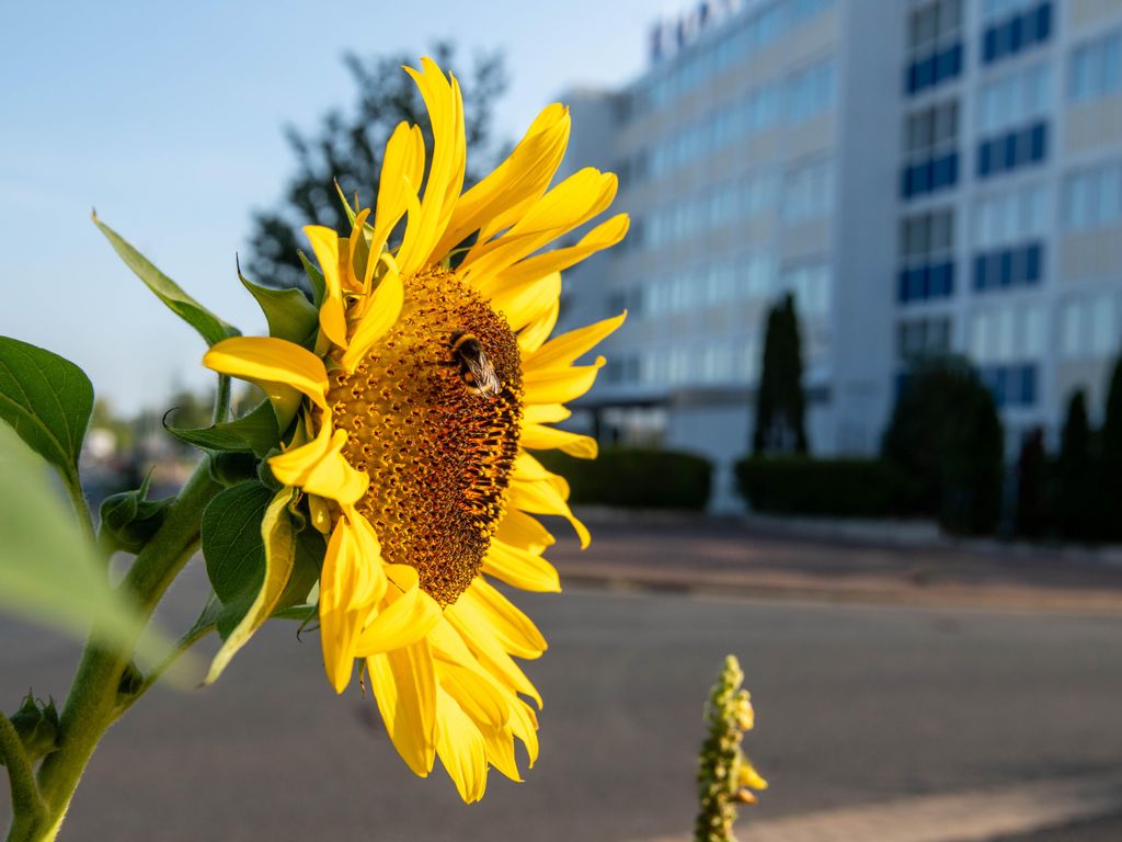 BEEVillage Messehotel Hannover-Laatzen