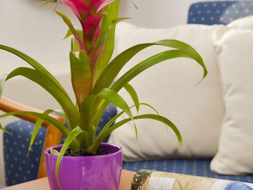 Aparthotel Pharia