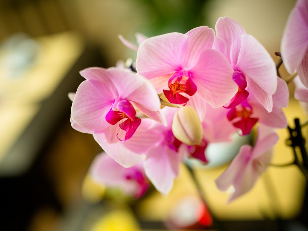 LOCANDA ORCHIDEA  B&B