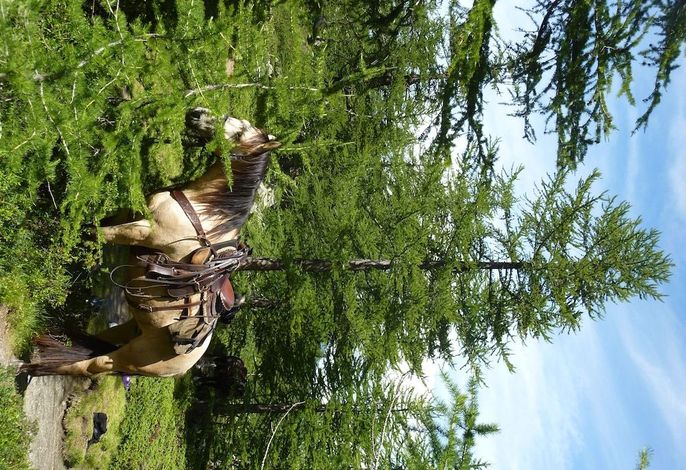 Bild 41