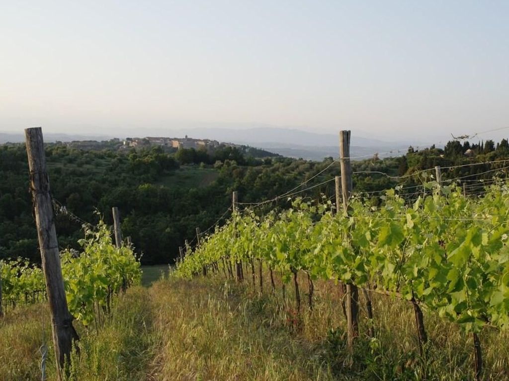 Rodilosso