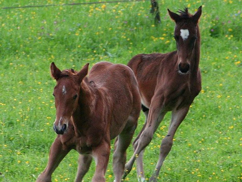 Strasserwirt -Reiten in Kitzbühels Alpen