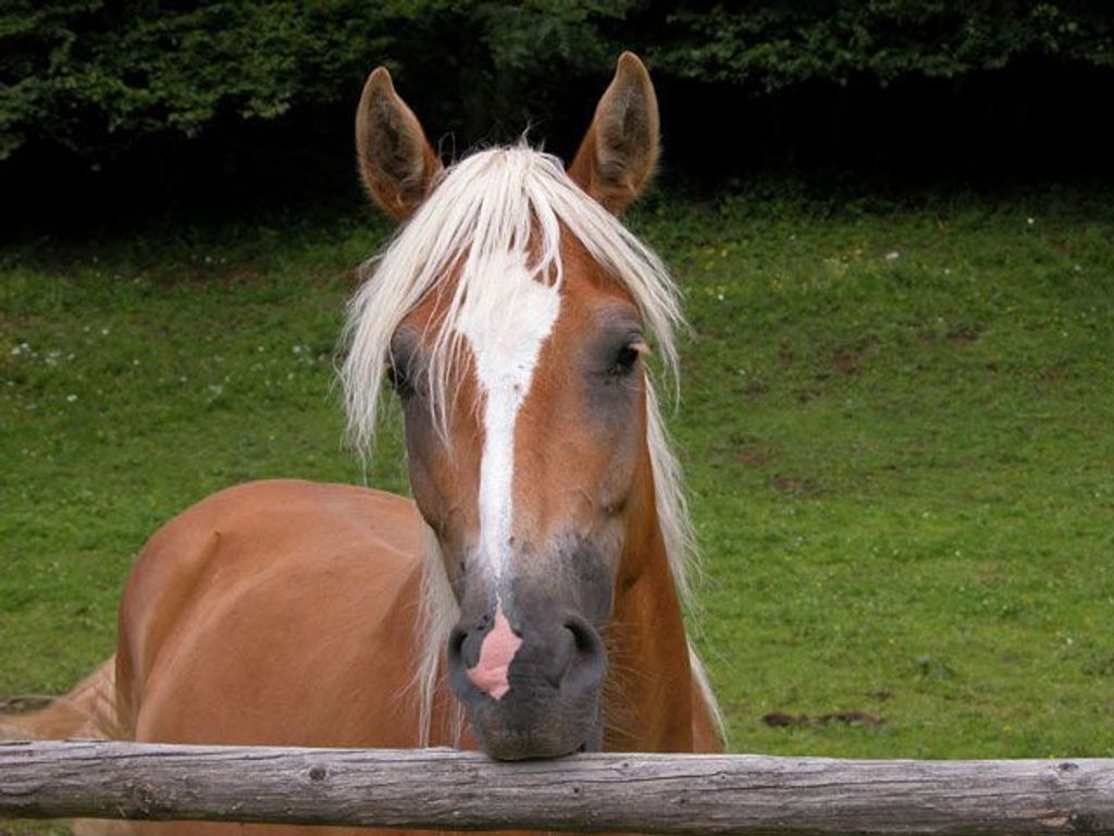 Strasserwirt -Reiten in Kitzbühels Alpen