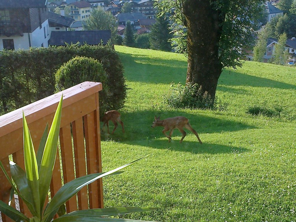Apartment Bergblick