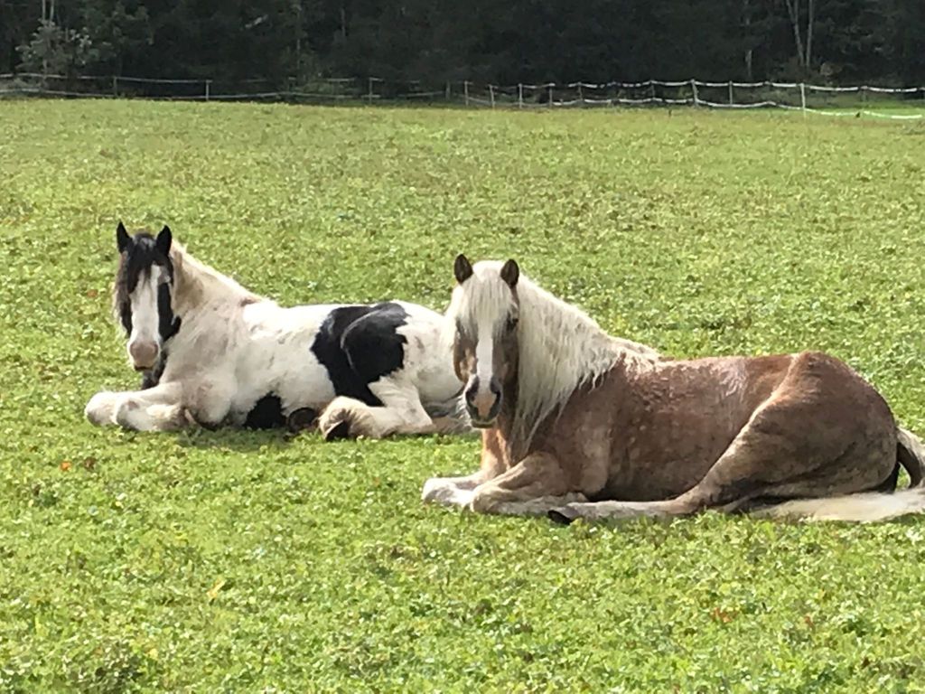 Pony-Ziegen-Hasen-Ranch in Bichlbach