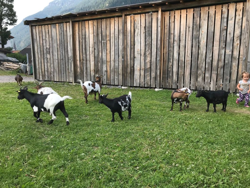Pony-Ziegen-Hasen-Ranch in Bichlbach