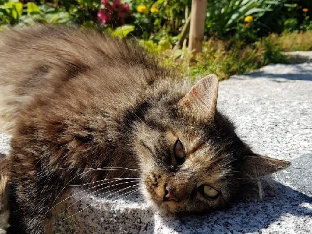 Sommerhof
