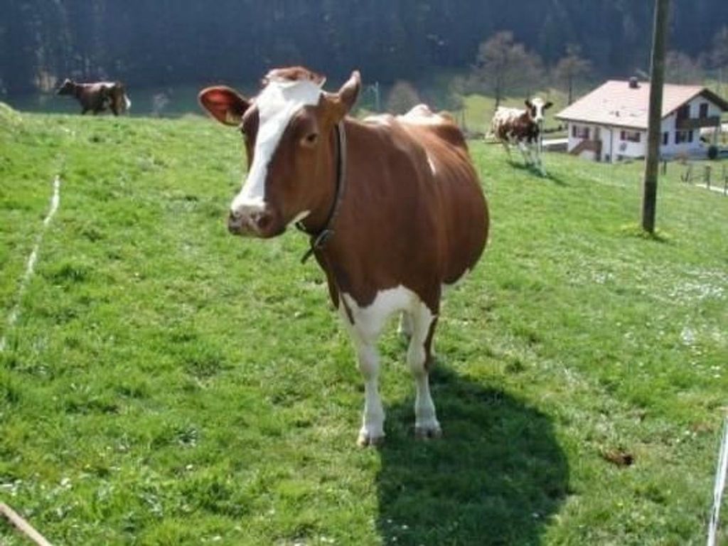 Muessache
