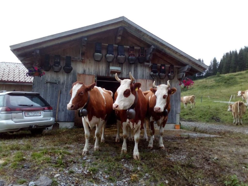 Bühlengasse 6