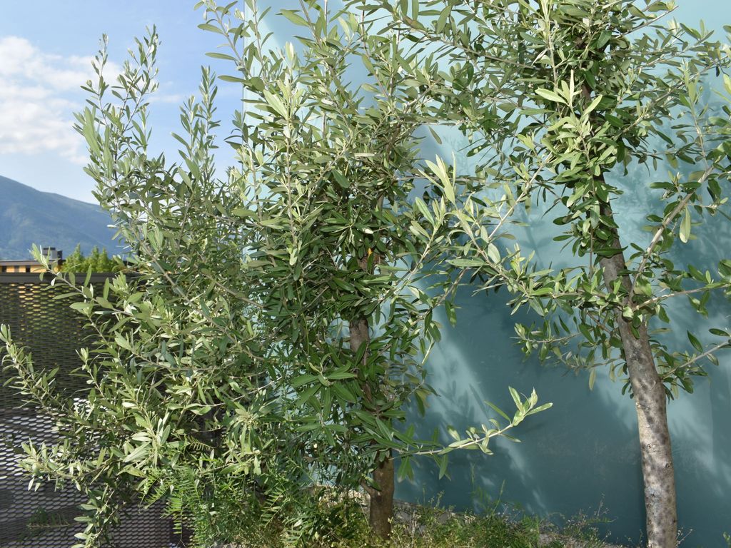 Orizia