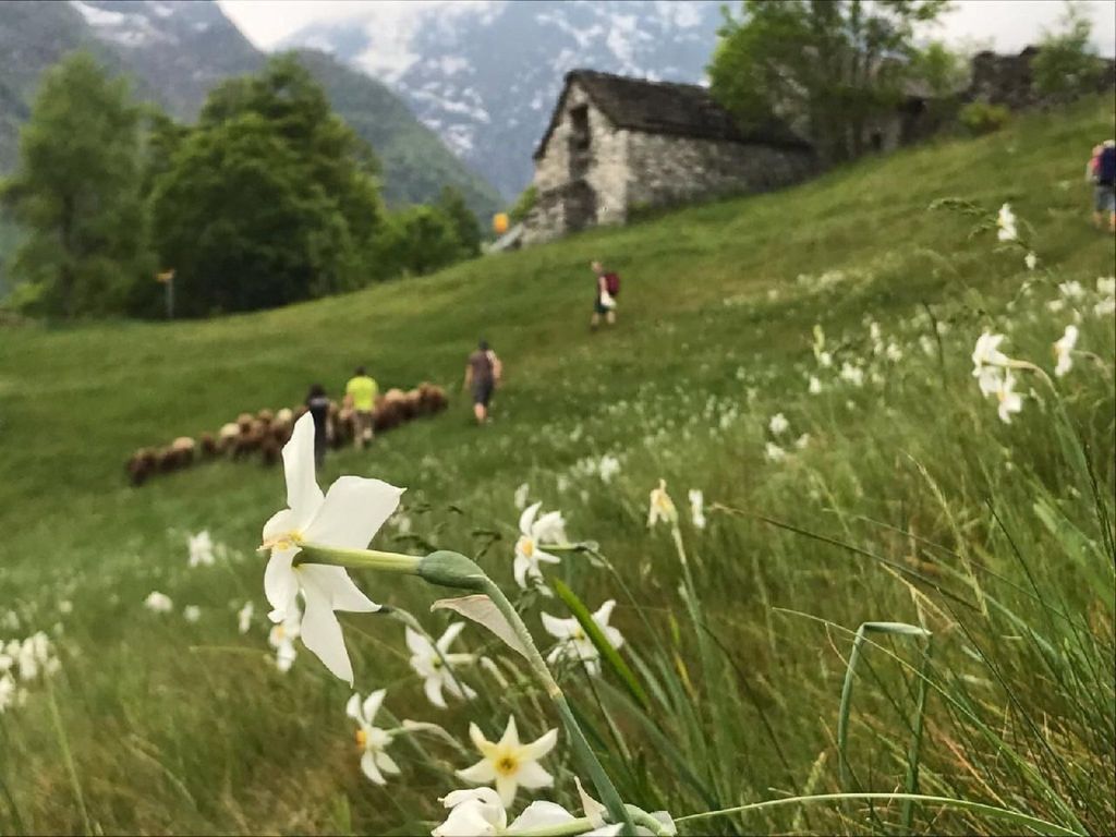 Typisches Tessiner Landleben im Centovalli