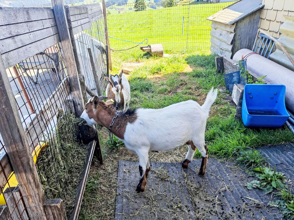 "Hüttli" neben dem Bauernhof Fendrig
