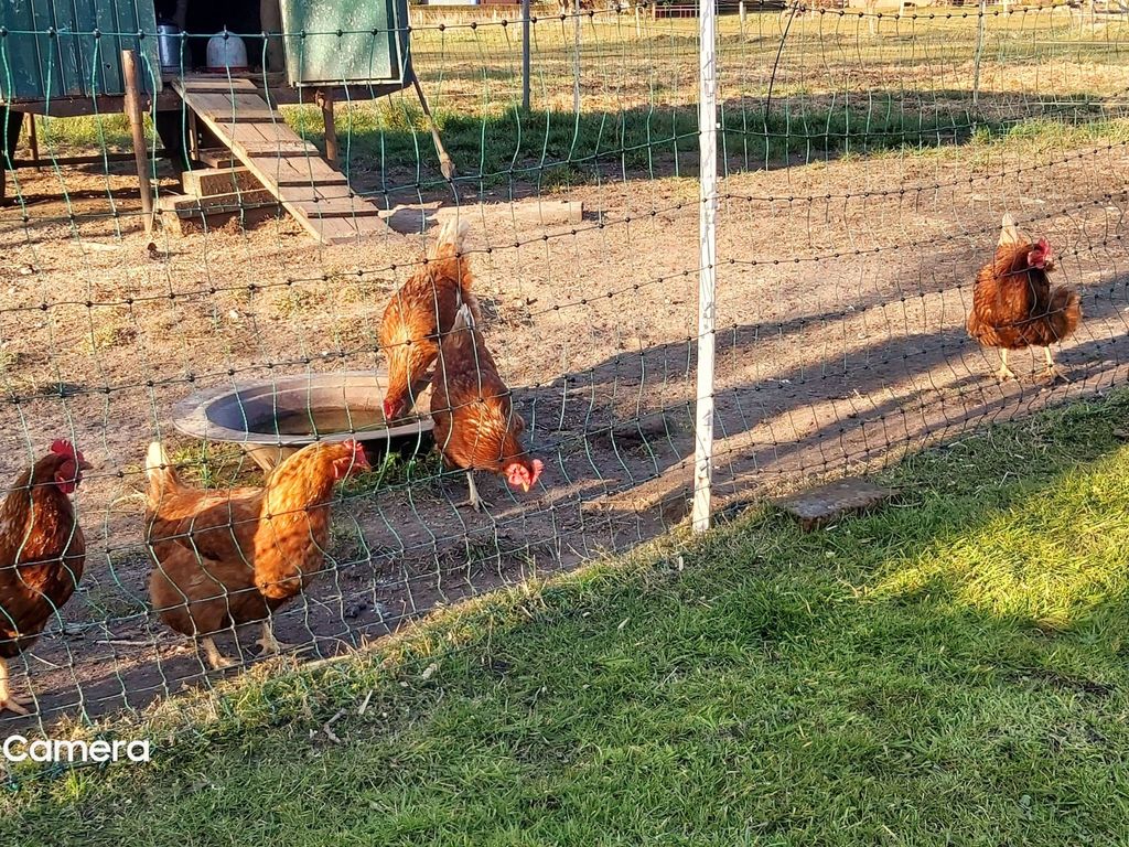 in Bohmstedt mit Großem Garten