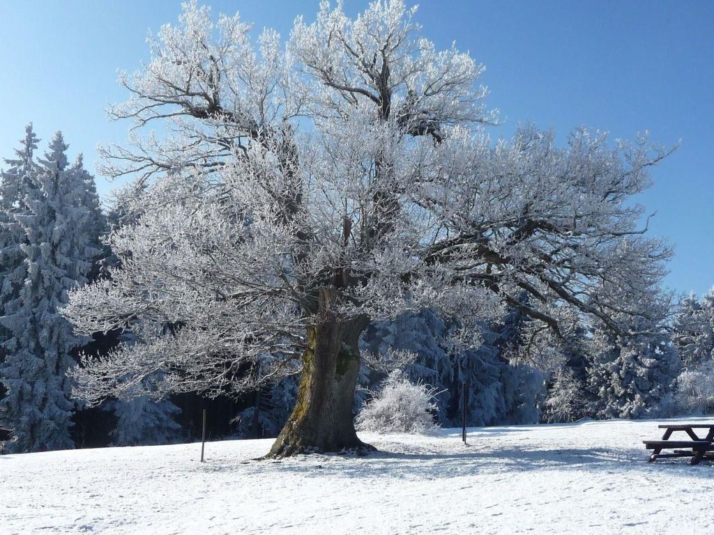 Harz-Haus-Bruns