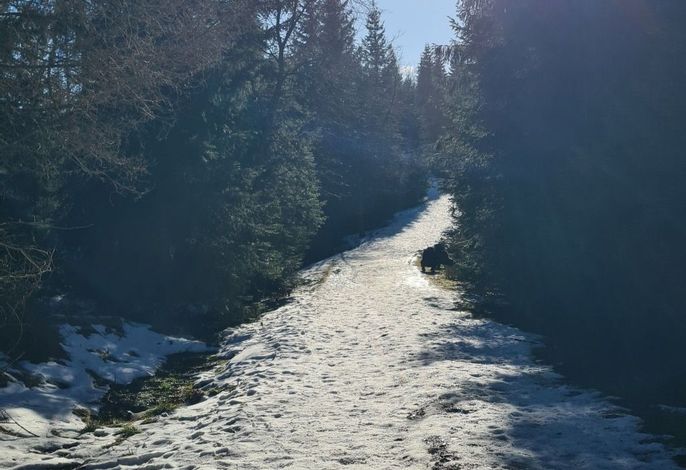Bild 11