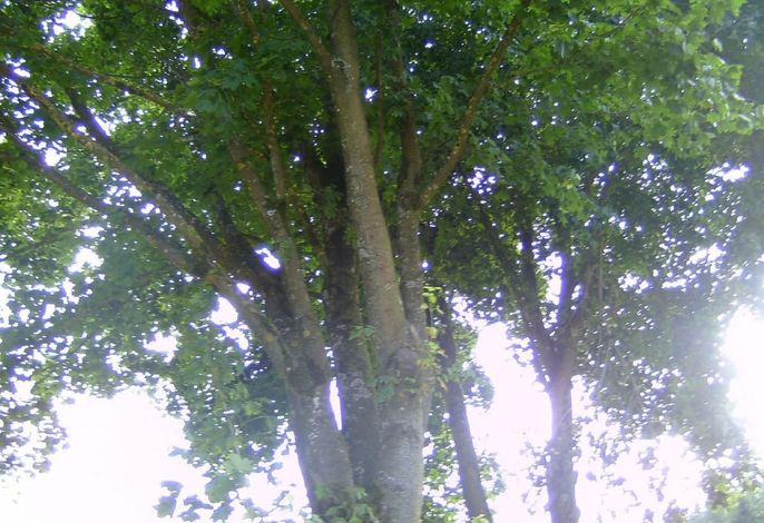 Bild 13