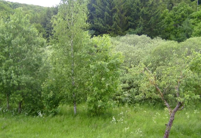 Bild 12