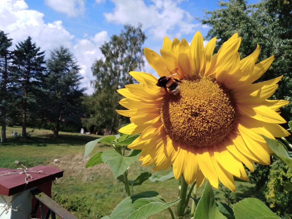 FeWo Sonnenblume