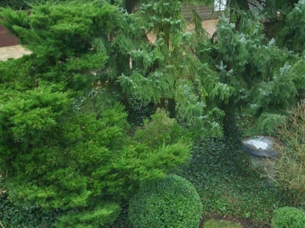 Cassiopaia in Baden-Baden