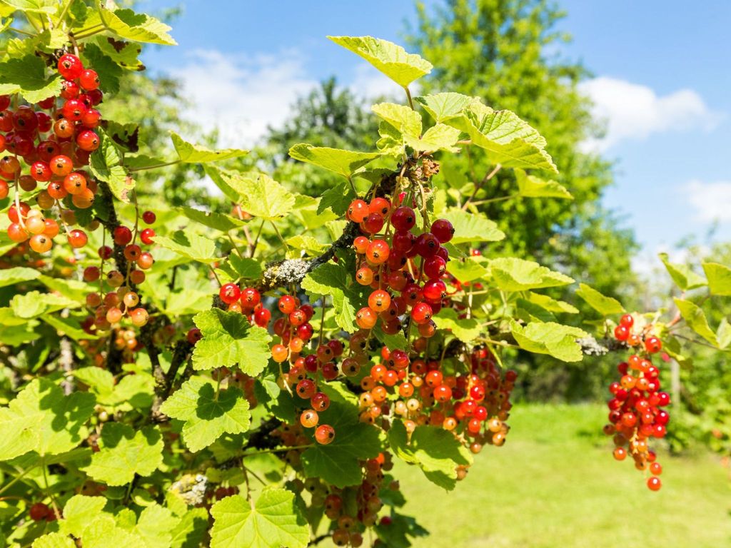 "Obstwiese"